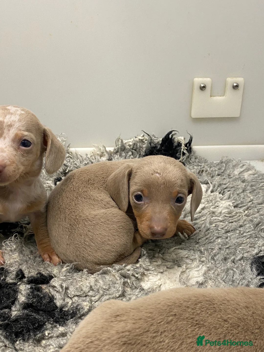 Miniature Dachshund dogs for sale: 5⭐️Licensed breeder. Tiny miniature dachshunds - Advert 6