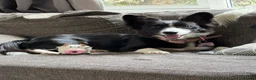 Mixed Breed dogs for sale: Border collie cross female  in Farnborough - Advert 3