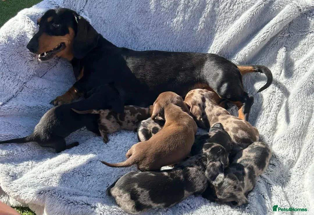 Miniature Dachshund dogs for sale: Miniature dauschaud  - Image 3