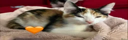 Mixed Breed cats for sale: 😻💚🩵💙🧡💛😻 - Advert 10