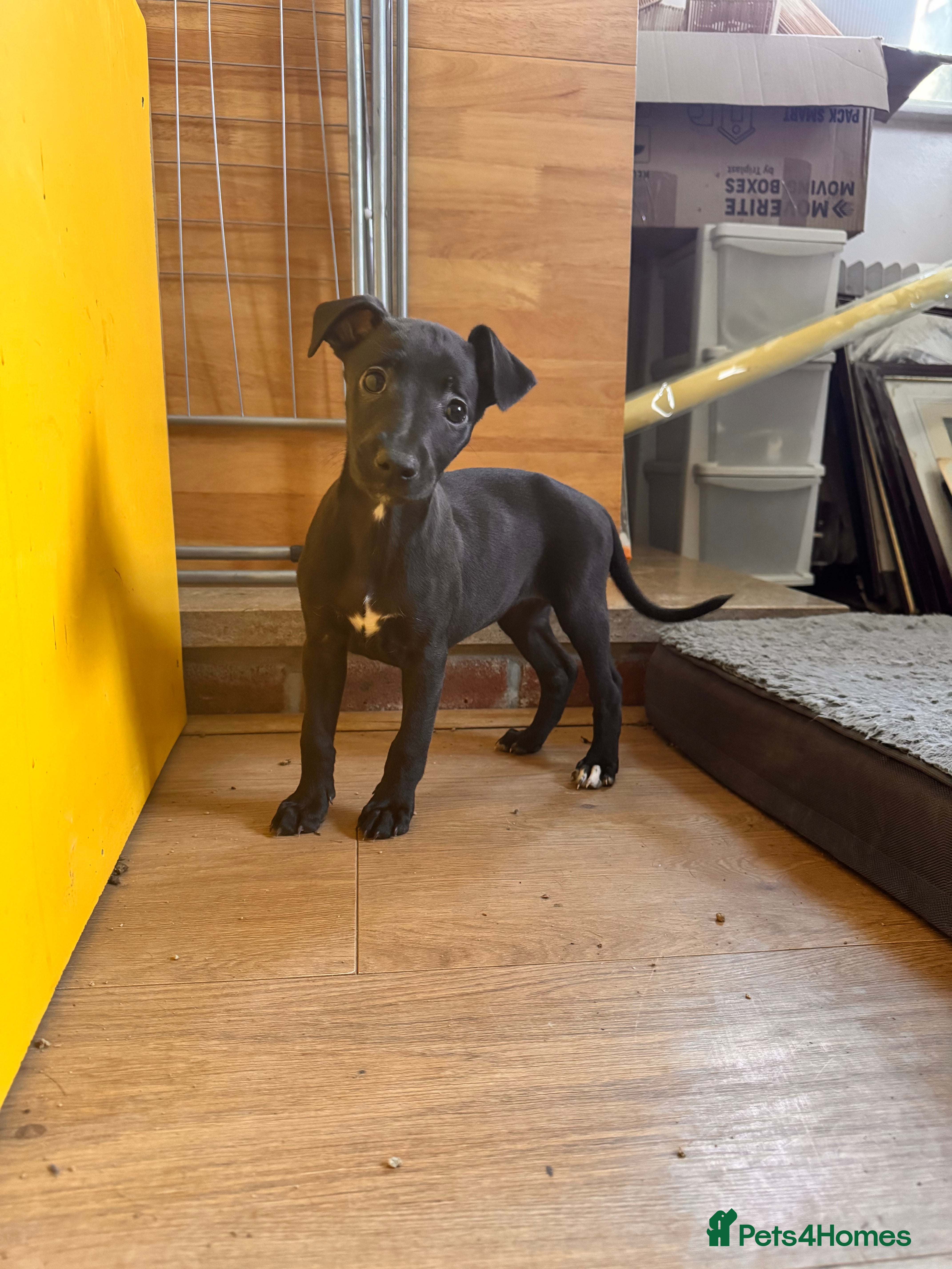 Whippet dogs Champion KC whippet puppies LAST GIRL 💕 - Advert 6