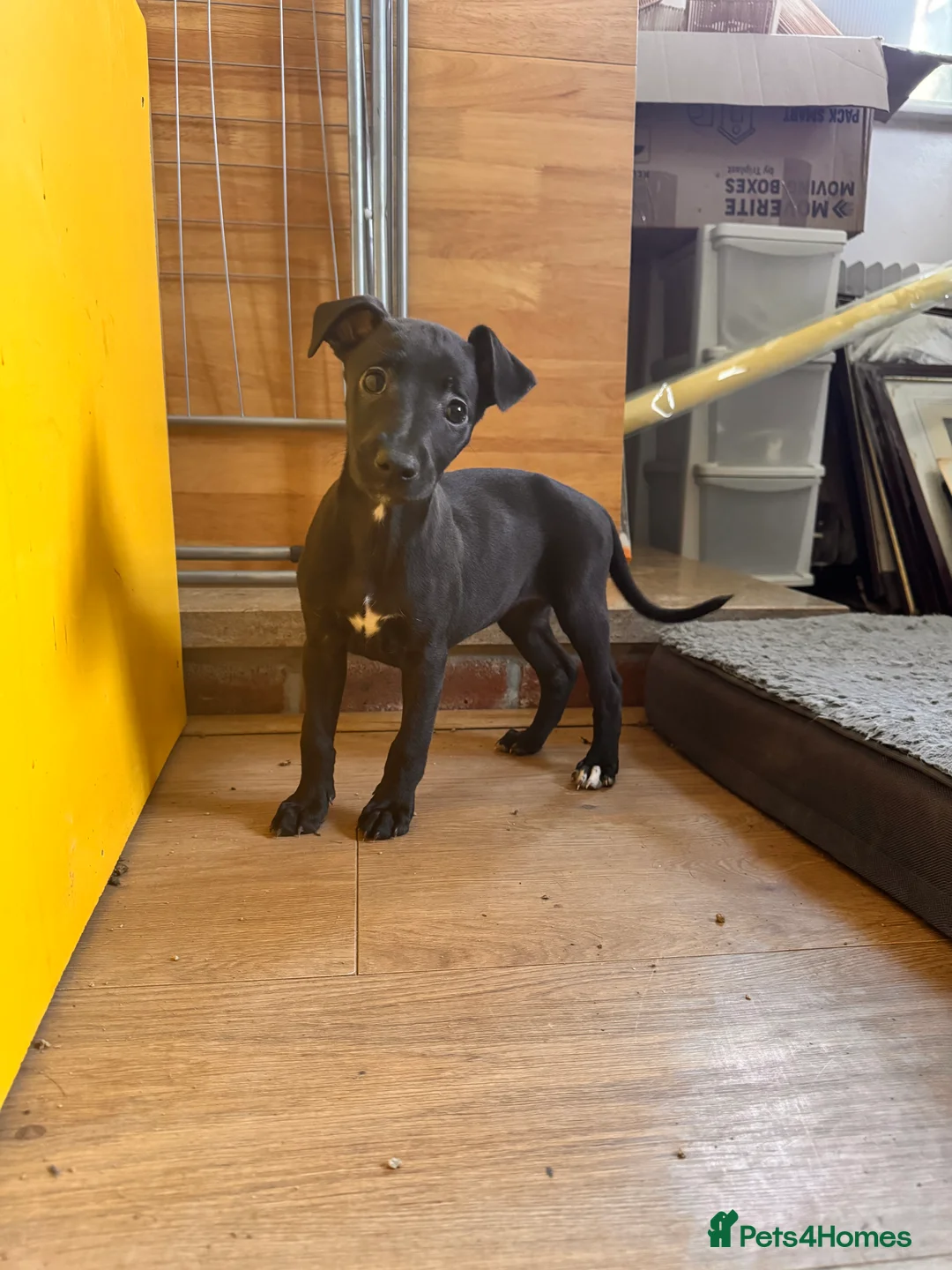 Whippet dogs for sale: READY NOW. Champion KC whippet pup LAST GIRL 💕  - Advert 1