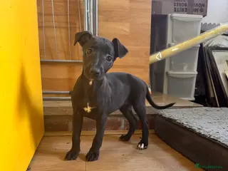 Whippet dogs Champion KC whippet puppies LAST GIRL 💕 - Advert 6