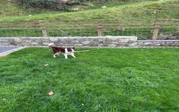 Border Collie dogs for sale: Border collie chocolate & white bitch 6 months old - Advert 8