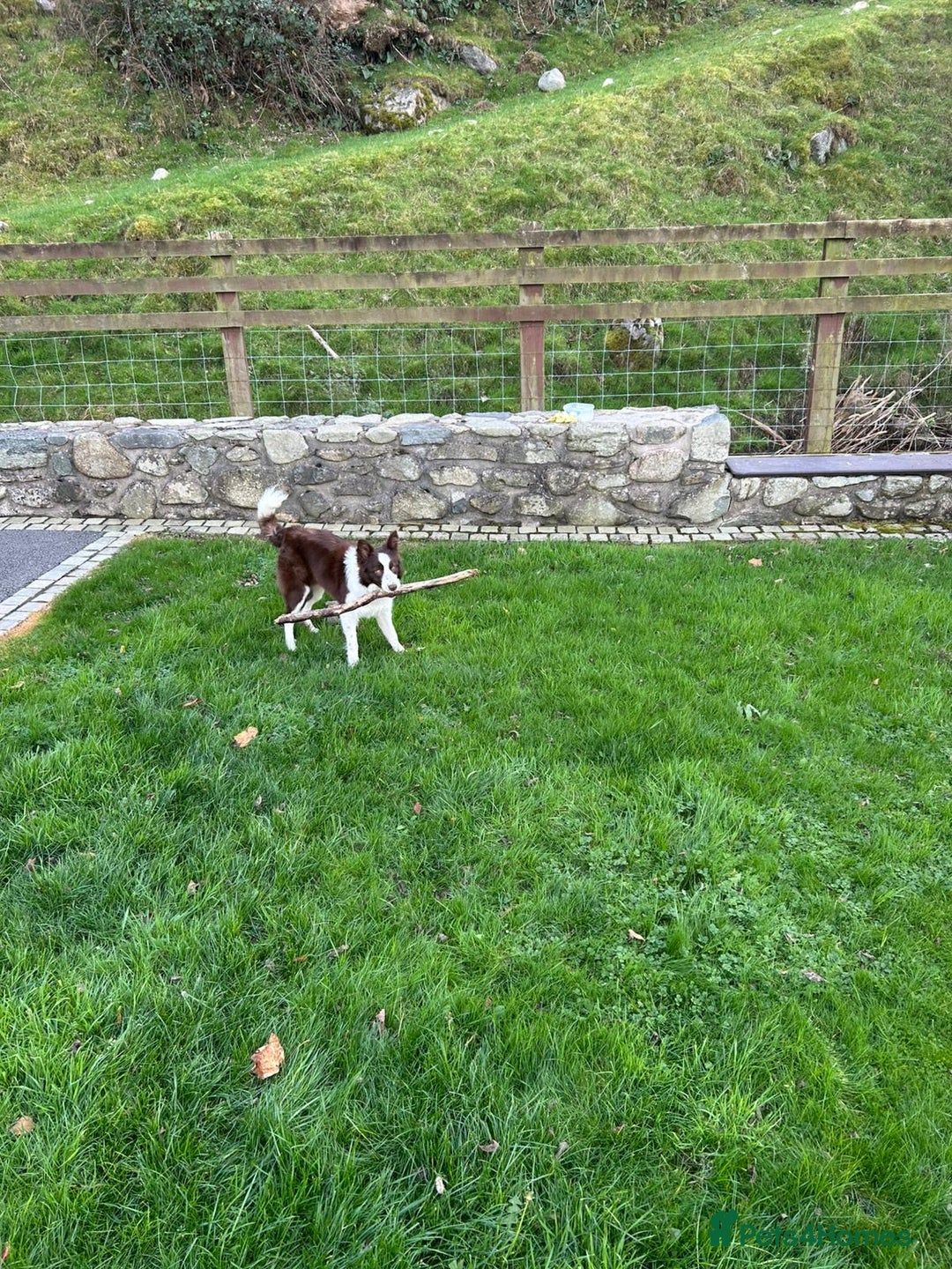 Border Collie dogs for sale: Border collie chocolate & white bitch 6 months old - Advert 8