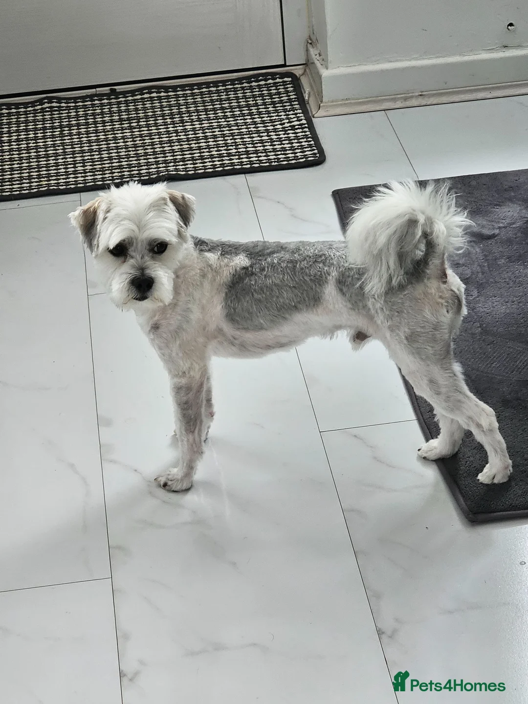 Morkie dogs for stud: Morkie stud available  in Halifax - Advert 5