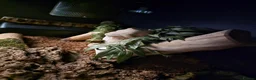 Python Snake reptiles for sale: Royal python for pet home complete set up - Advert 3