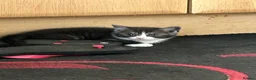 Mixed Breed cats for sale: 5 BEAUTIFUL KITTENS  in Derby - Advert 8