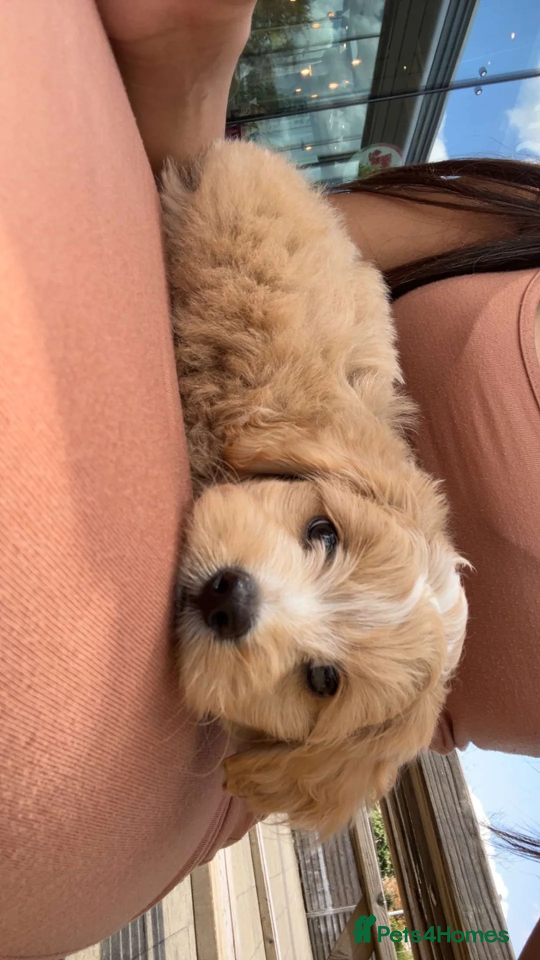 Maltipoo dogs for sale: Beautiful Malitpoo Male Puppy  in Gravesend - Advert 2