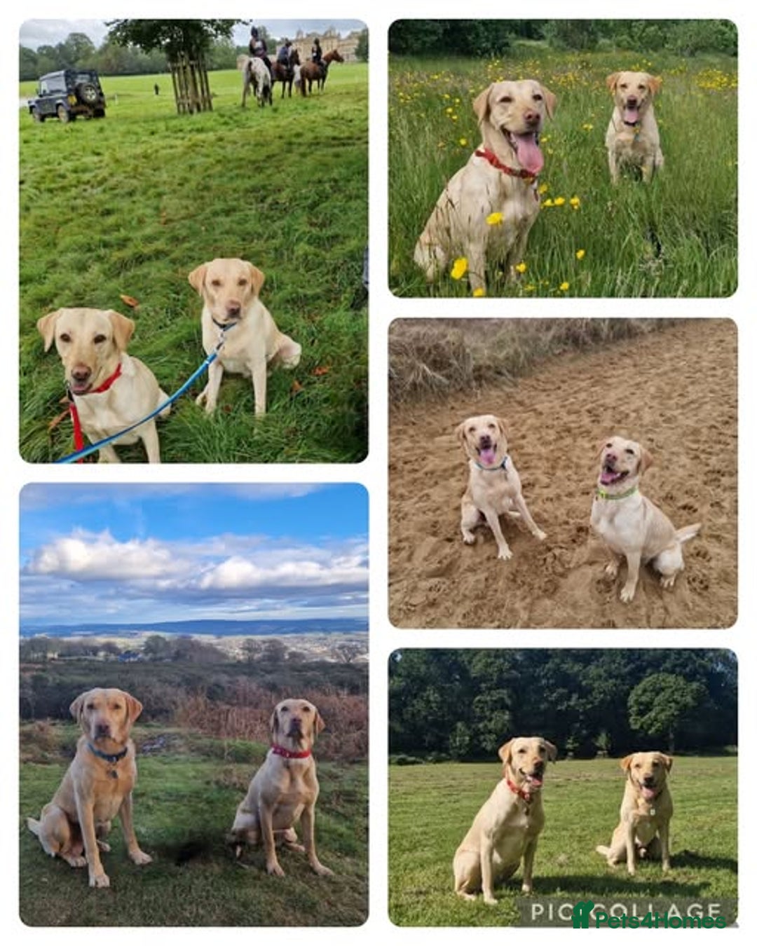 Labrador Retriever dogs for sale: Beautiful labrador puppies available now - Image 9