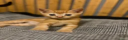 Abyssinian cats for sale: British x Abyssinian Kittens ONLY 2 left !  - Advert 4