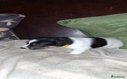 Jack Russell dogs for sale: Beautiful Jack Russell puppies - Image 8