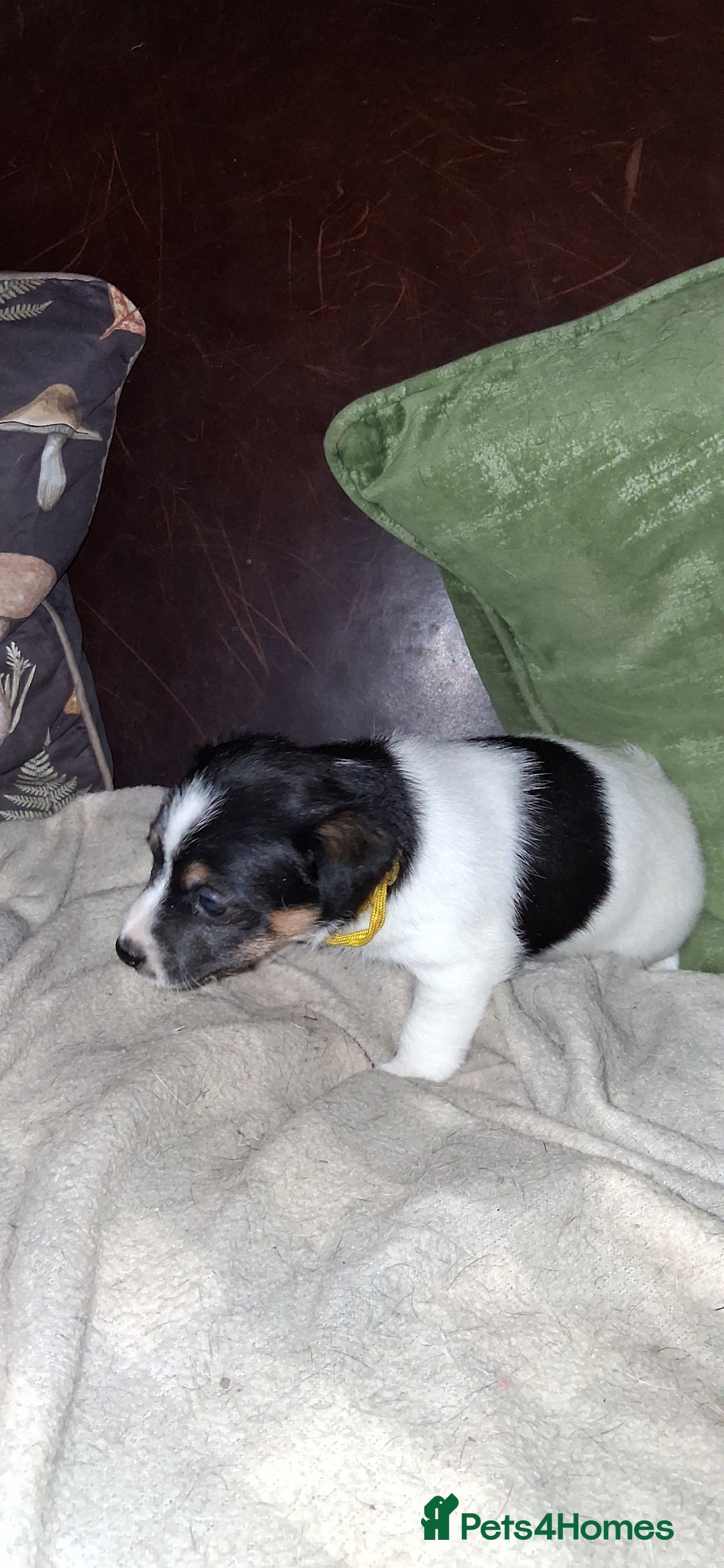 Jack Russell dogs for sale: Beautiful Jack Russell puppies - Image 8