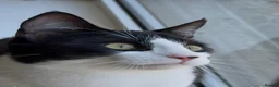 Domestic Shorthair cats for sale: My boy needs a new home due to my allergy - Advert 1