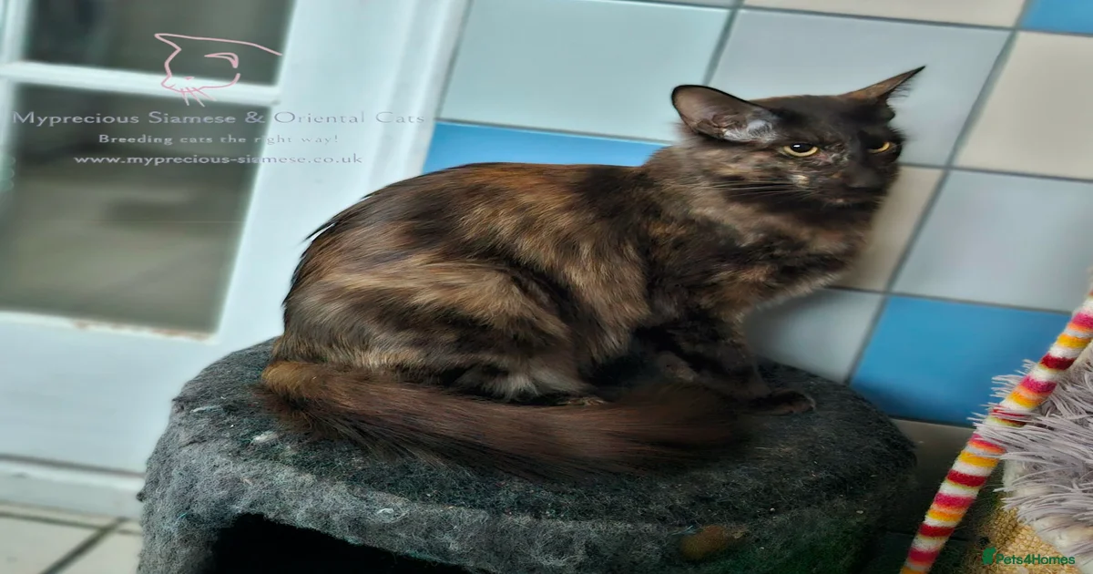 Oriental Kittens For Sale Pets4Homes Oriental Kittens For Sale Pets4Homes