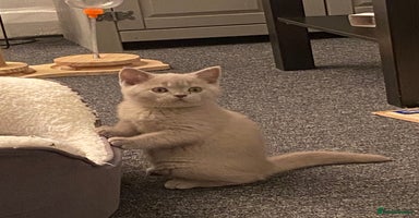 British Shorthair cats - Advert 15