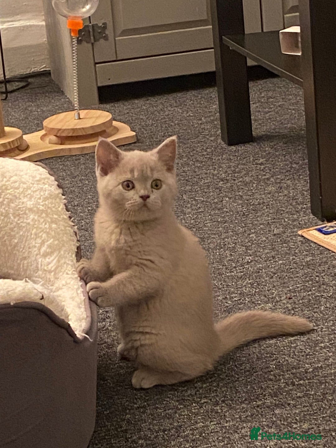 British Shorthair cats for sale: Stunning British Shorthair ready to reserve  - Image 2