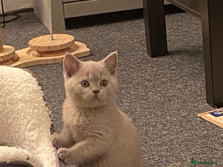 British Shorthair cats - Advert 34