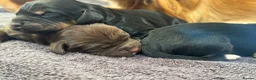 Cocker Spaniel dogs for sale: Stunning KC cocker pups from health tested parents in Chippenham - Advert 4