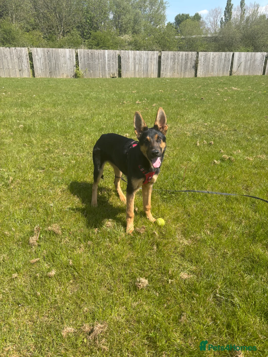 German Shepherd dogs for sale: German Shepherd – Male – 6 months - Advert 1