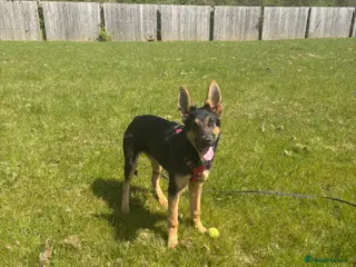 German Shepherd dogs German Shepherd – Male – 6 months - Advert 2