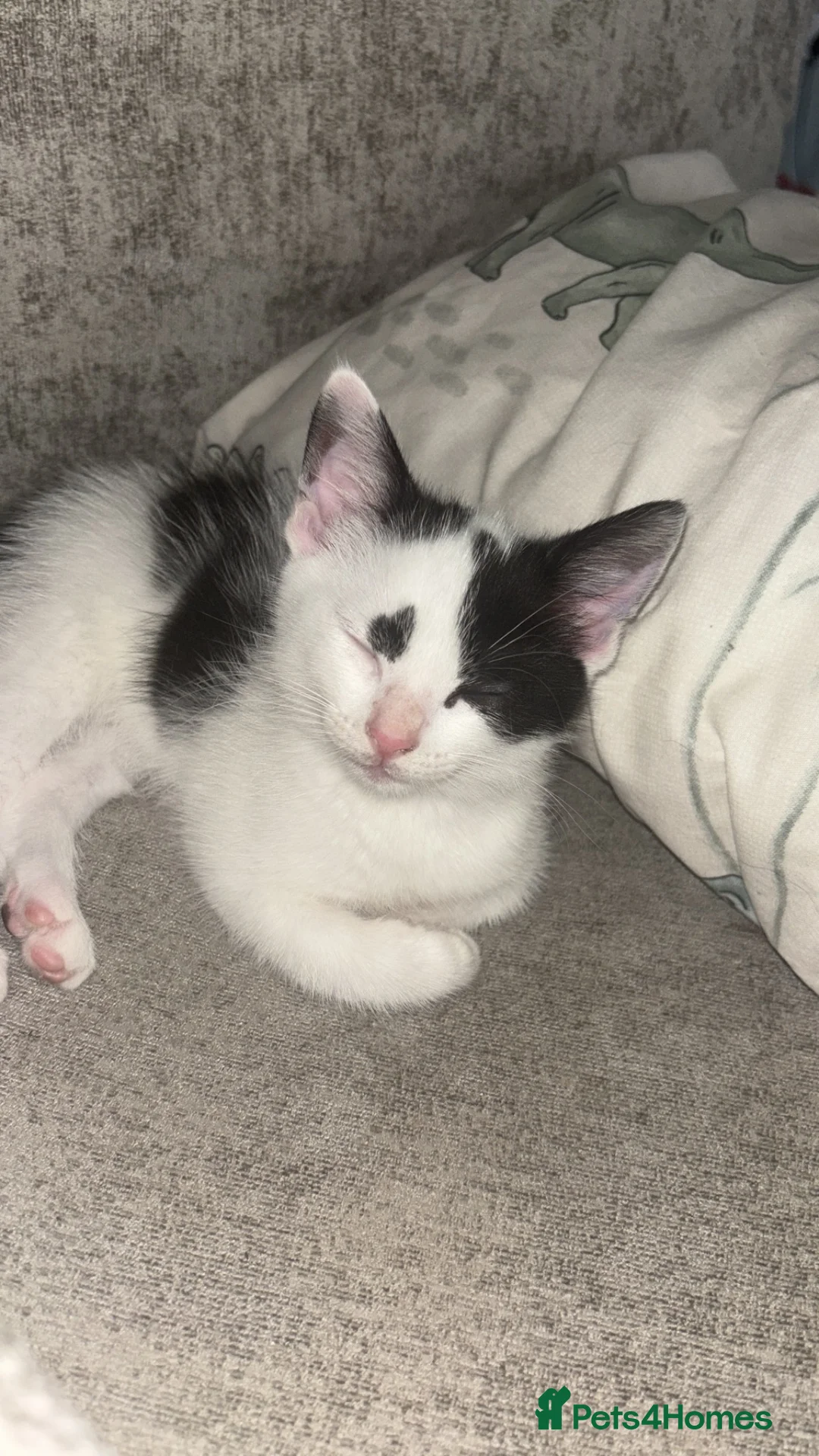 Mixed Breed cats for sale: Female Kitten - Advert 3