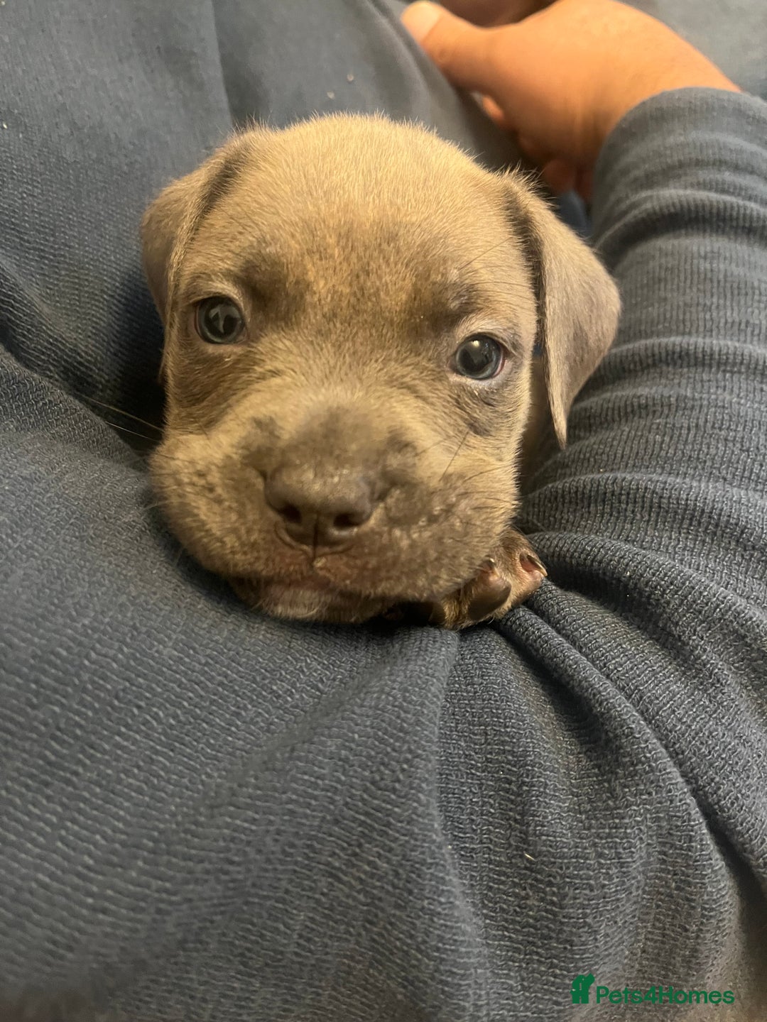 Cane Corso dogs for sale: Cane corso puppy - Image 1