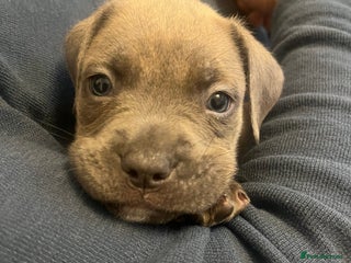 Cane Corso dogs - Advert 22