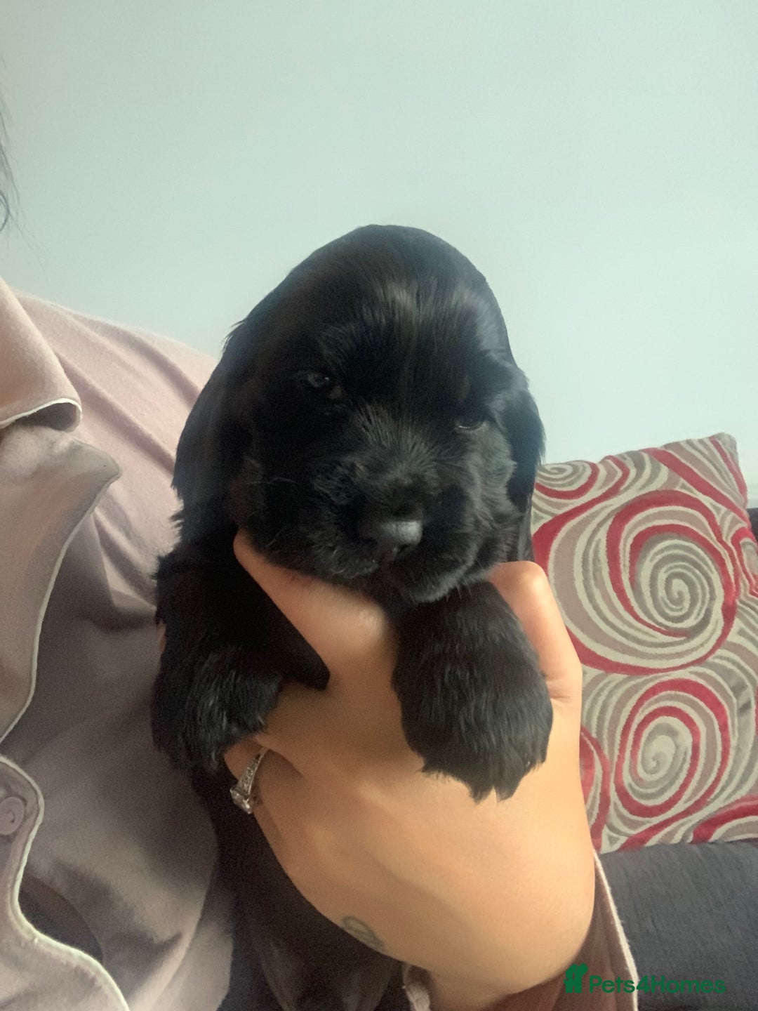 Cocker Spaniel dogs for sale: Cocker spaniel puppies  - Image 4