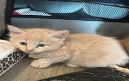 Mixed Breed cats for sale: kittens for sale - Image 2