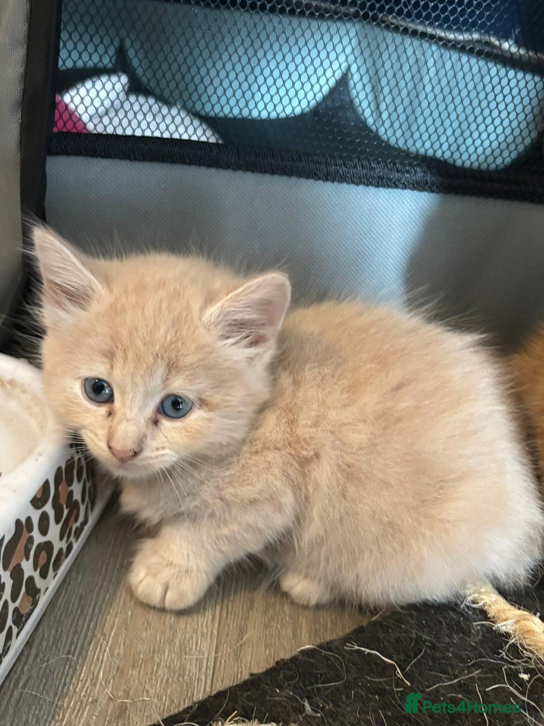 Mixed Breed cats for sale: kittens for sale - Image 2
