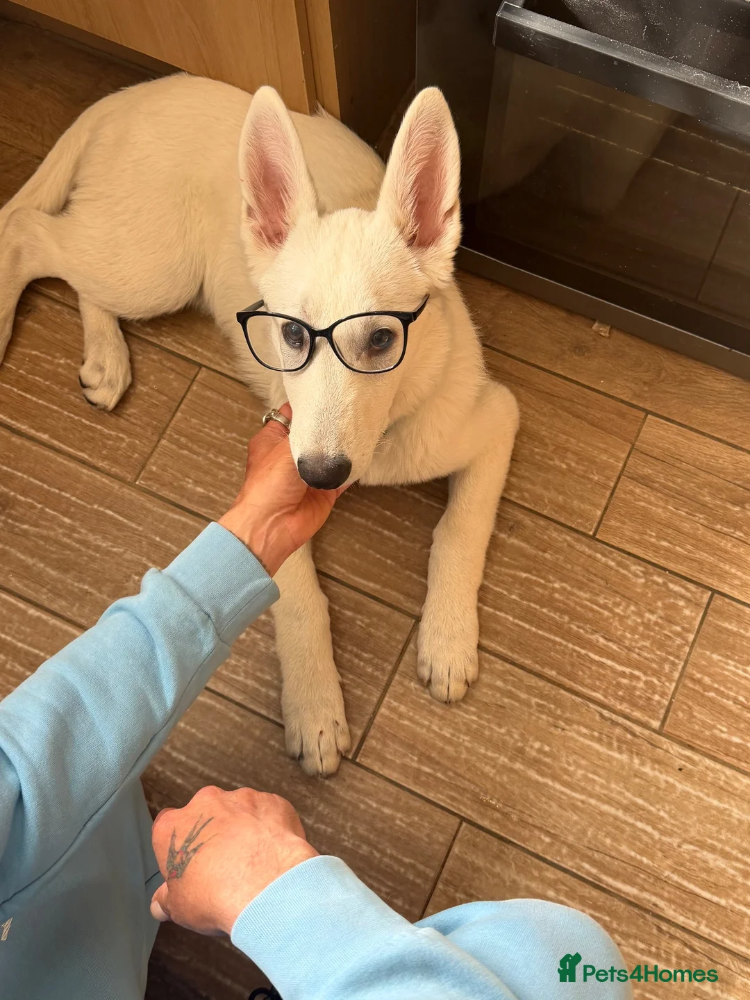 German Shepherd dogs for sale: White German shepherd  - Advert 2