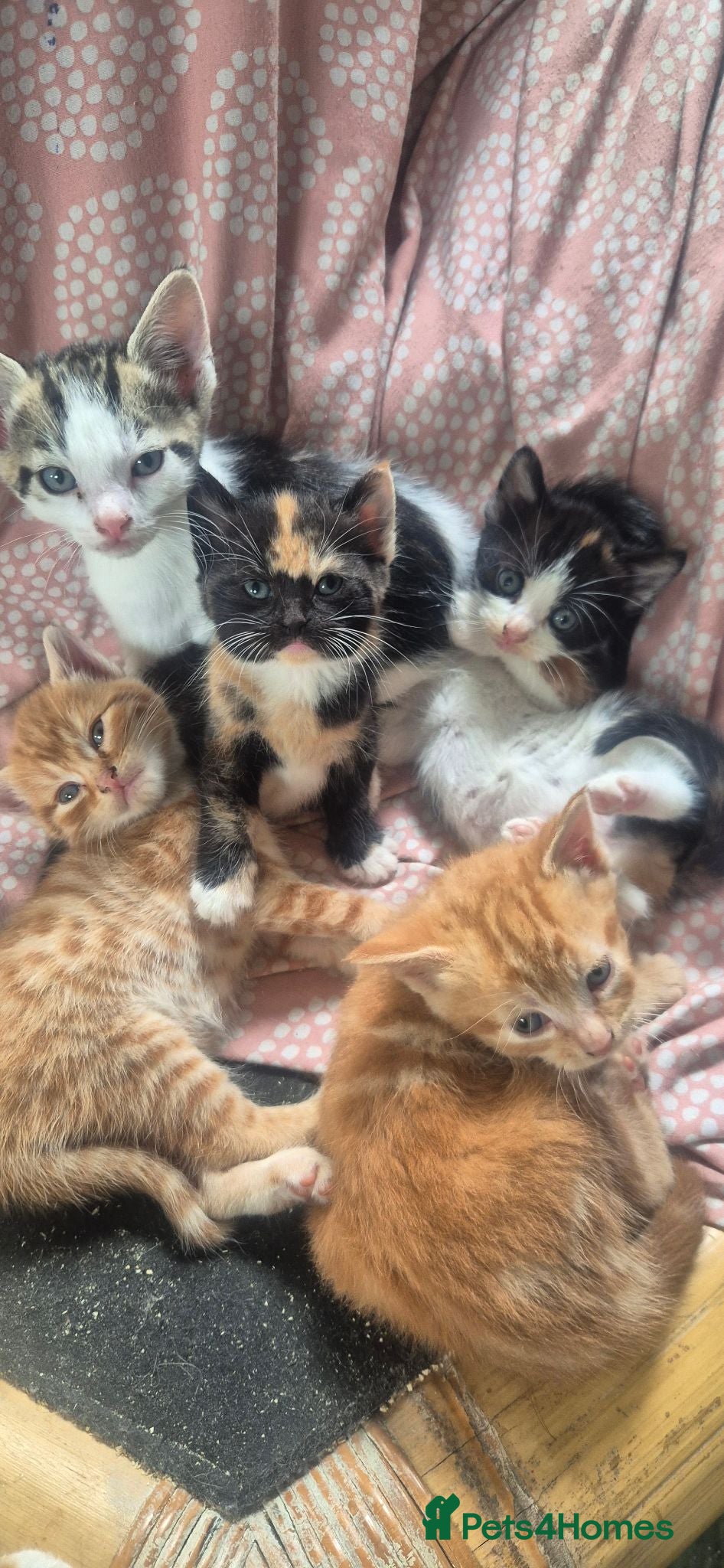 Mixed Breed cats Mixed sex and colour kittens - Advert 1
