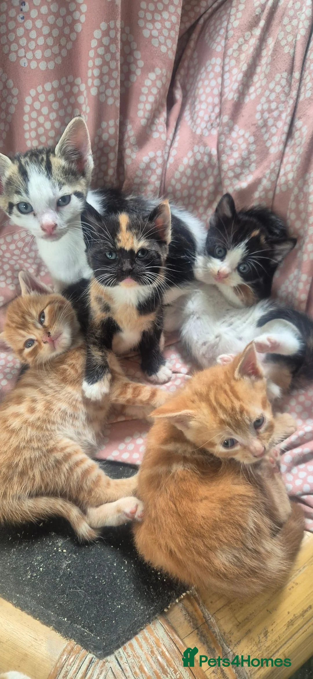 Mixed Breed cats for sale: Mixed sex and colour kittens - Advert 1