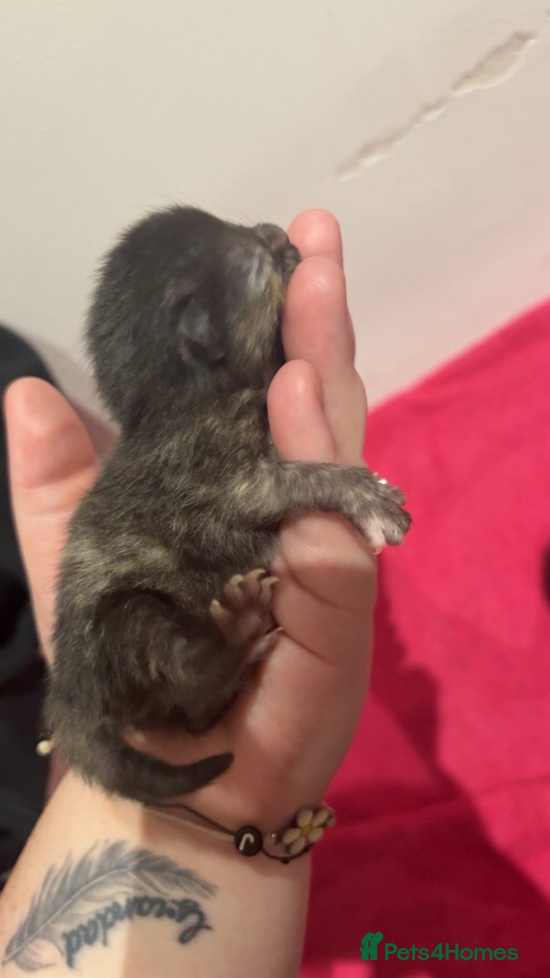 Mixed Breed cats for sale: 3 kittens 2 girls 1 boy  - Advert 2