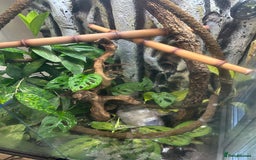 Gecko reptiles for sale: 3 mixed gold dust day geckos & 2 poison dart frogs - Advert 2