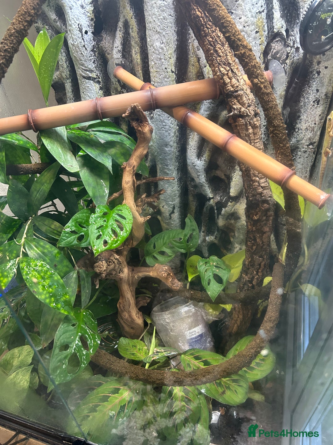 Gecko reptiles for sale: 3 mixed gold dust day geckos & 2 poison dart frogs - Advert 2