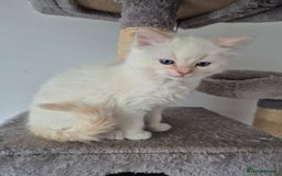 Ragdoll cats for sale: Urgent 2 boys left ready to leave now  - Advert 2