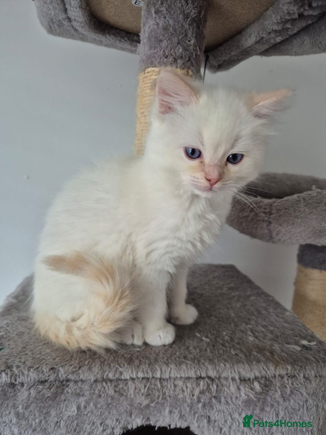 Ragdoll cats for sale: Urgent 2 boys left ready to leave now  - Advert 2