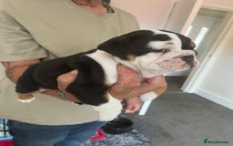 English Bulldog dogs for sale: We have 3 beautiful Bulldog girls  - Image 9