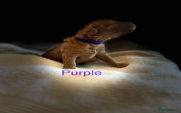 Cockapoo dogs for sale: ⭐️Exceptional litter - Cockapoo F1BB⭐️ - Image 11