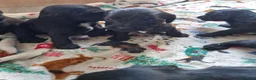 Doxiepoo dogs for sale: 6 doxiepoos - Advert 15