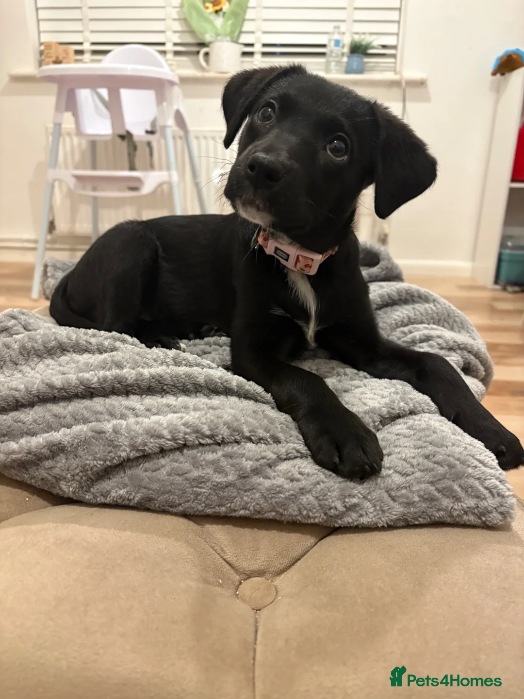 Mixed Breed dogs for sale: Beautiful Black Labrador for sale in Henley-in-Arden - Advert 1