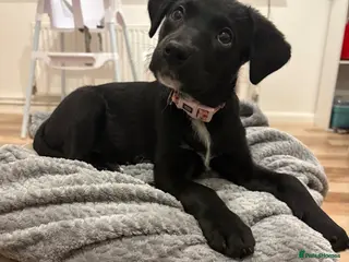 Mixed Breed dogs Beautiful Black Labrador for sale - Advert 1