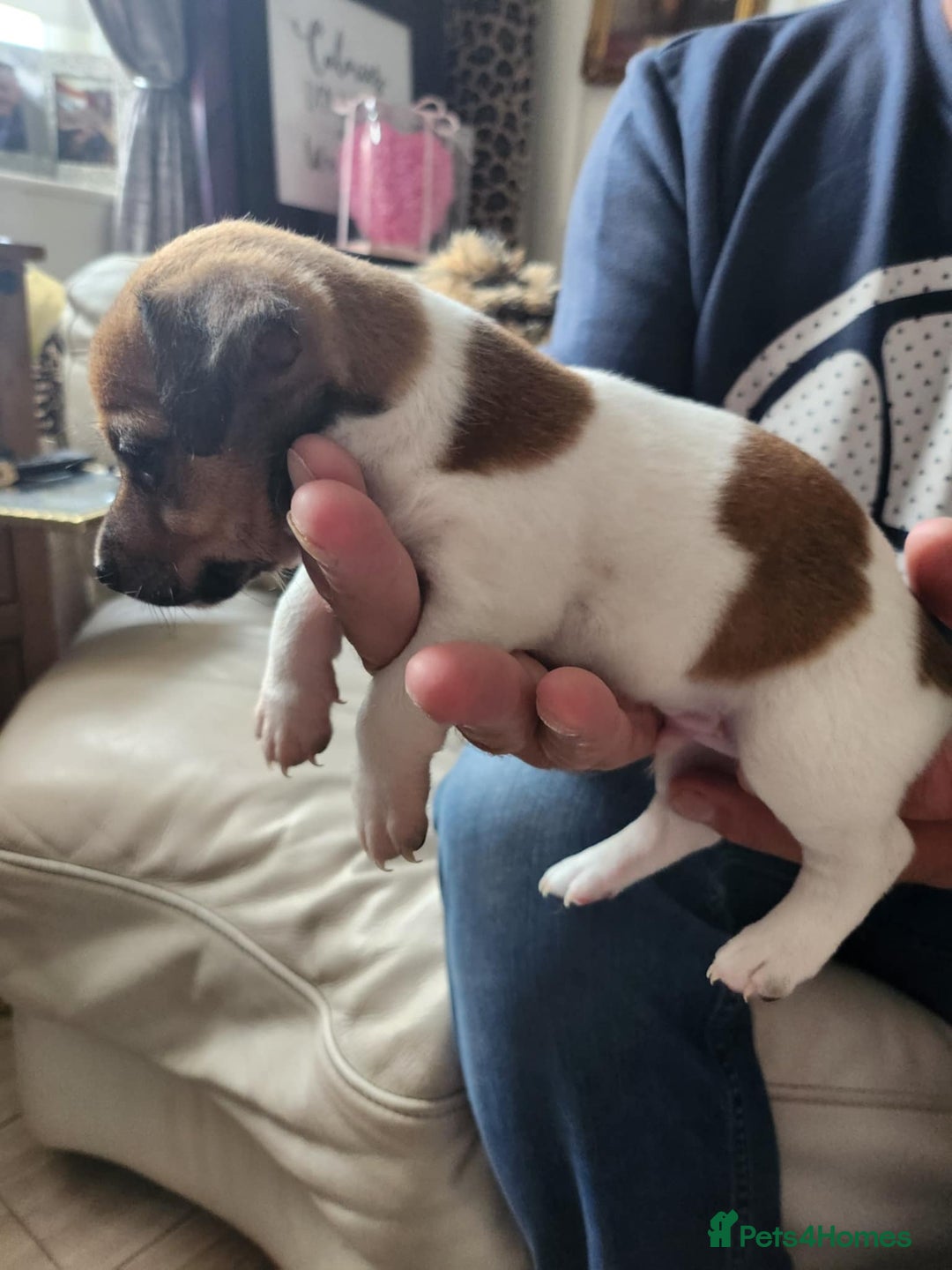 Jack Russell dogs for sale: 4 Beautiful Jack Russell puppies for sale - Image 6