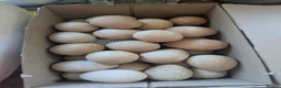 Guinea Fowl poultry for sale: Guinea Fowl Hatching Eggs in Market Drayton - Advert 2