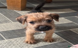 Mixed Breed dogs for sale: Border Terrier x Lakeland Terrier pups - Image 1
