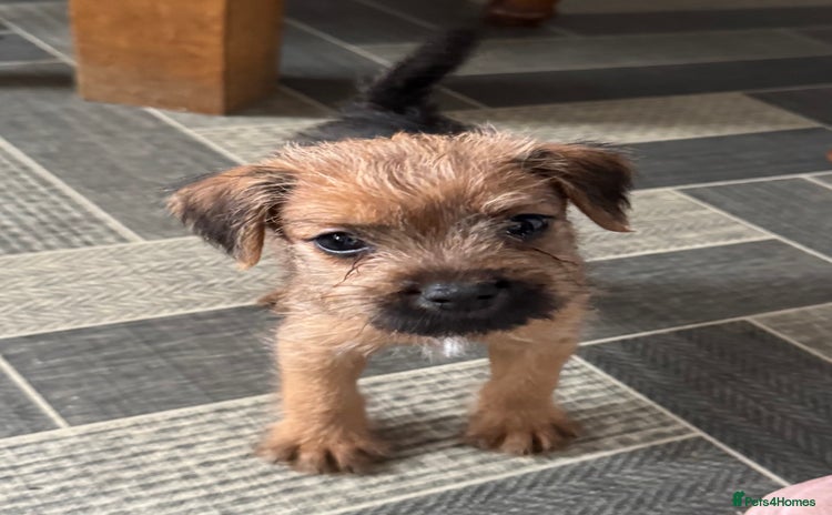Mixed Breed dogs - Advert 1