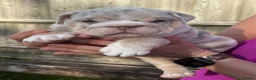 English Bulldog dogs for sale: Last KC English Bulldog Pup – Open to Offers - Advert 29