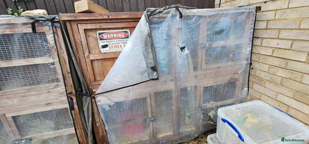 Guinea Pig rodents for sale: 2 pairs of guinea pigs + 1 single - Advert 9